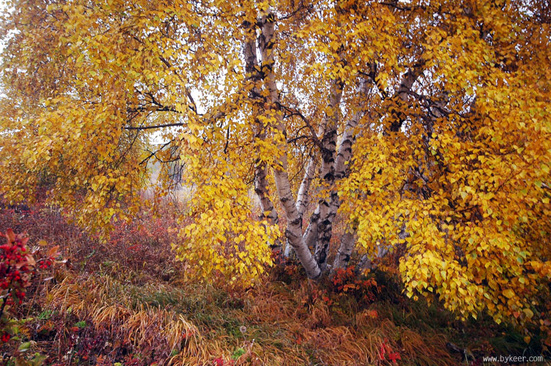 重返克什克腾(一)(2): 红草坪上金黄的白桦树，像一幅油画