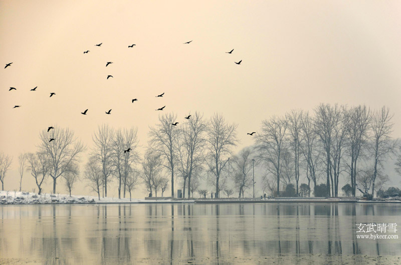 玄武晴雪(1): 群鸟翩飞，掠过梦幻般的晨树和湖水