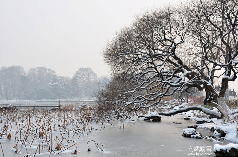 玄武晴雪(8): 湖面上的树