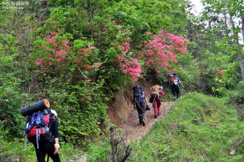 鹞落坪穿越(4): 我们走错的一条小路，却是映山红最繁茂最壮观的山道