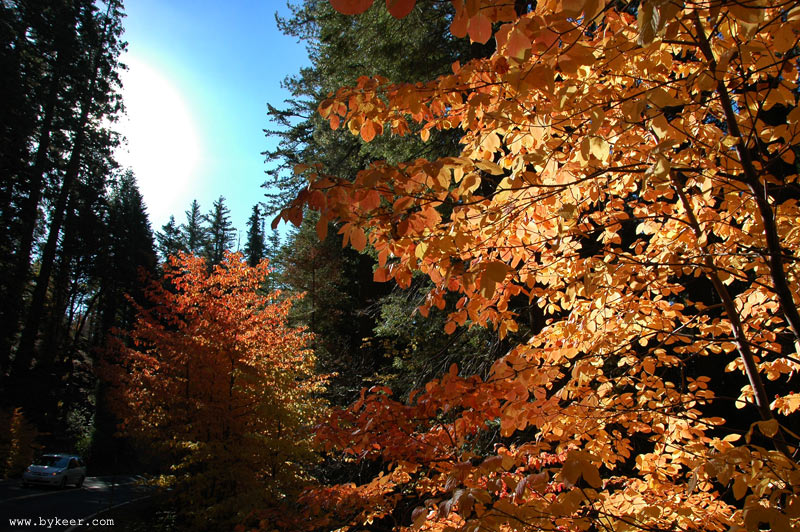 Yosemite National Park(1): 深秋的内华达山脉，公路在茂盛的红杉林中穿行，路边不时可见鲜艳的霜叶