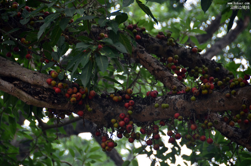 漫游云南陆疆(一)(13): 榕树上结满的鲜红果实，落满了一地