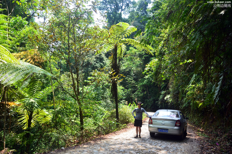 漫游云南陆疆(二)(7): 前往布朗山途中经过的一处植被丰茂的峡谷。在雨林中驾车的感觉很不错！