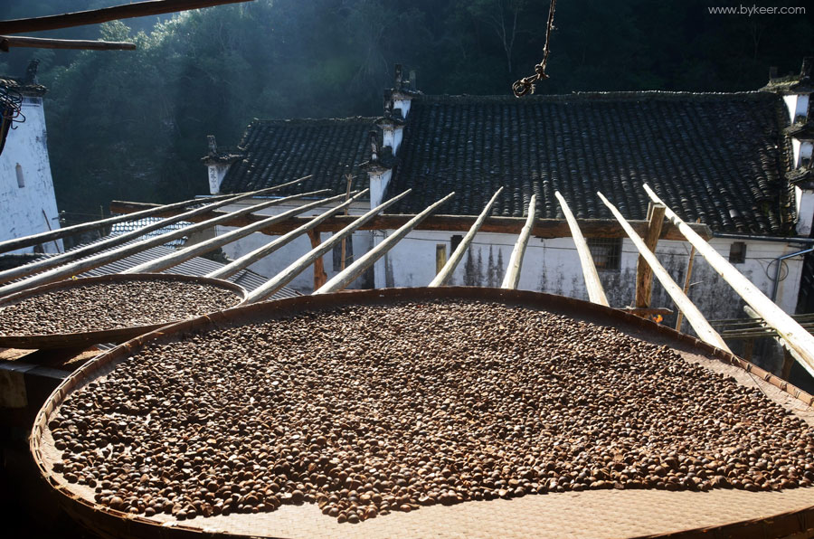 赣北秋色(3): 茶果是这边最重要的经济作物，用来压榨茶油。山坡上种满了高大的茶树