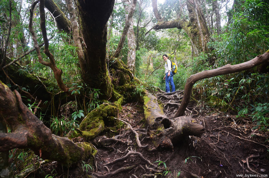 海南屋脊五指山攀登图记(4): 山中之路，粗硕扭曲的古树随处可见，展示出原始热带雨林的瑰丽风貌。<br>据当地人说雨季中蚂蟥很多，还好现在是旱季