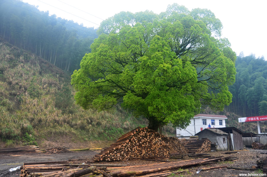 千岛千山(8): 路边的木材加工厂中央，一棵大树迎来了蓬勃春天