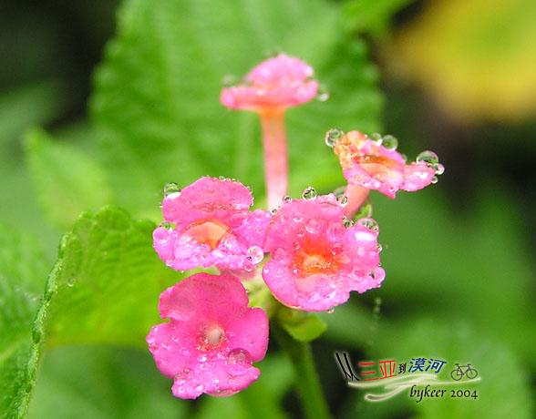 海角天涯(36): 雨中娇羞欲滴的小野花