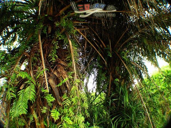 海角天涯(39): 公路边的枝叶披拂的棕榈植物，<br>现在已经很少见到了