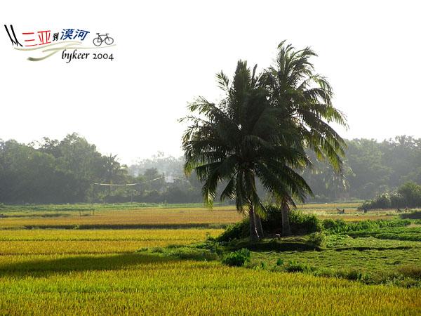 海角天涯(9): 三五椰树，<br>独自伫立在午后斜光中的稻田里