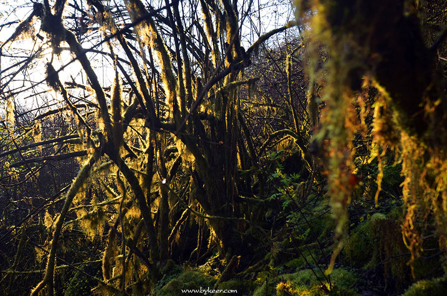 天梯攀大瓦(7): 本来有些懊恼没有早些登顶观看日出，但又想，<br>穿行在这金光灿烂的原始森林，何尝不是又一种意料之外的大美呢？