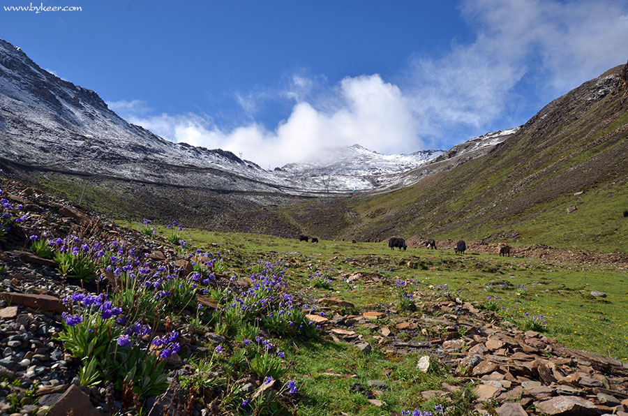 夹金山穿巴朗山(14): 雪山、牦牛、蓝天、白云，悠然自得的高原春光长卷