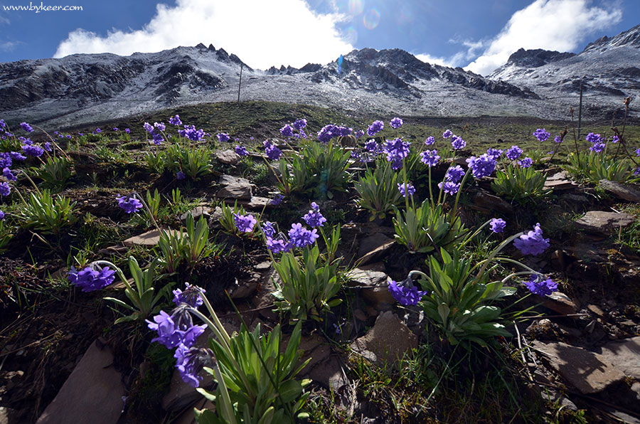 夹金山穿巴朗山(15): 阳光下恣意绽放的“篮罂粟”，动人心魄。<br>总状绿绒蒿，这也是不丹的国花！