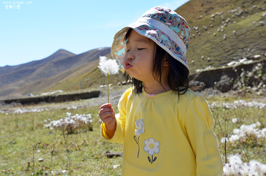甘南川西(一)(15): 薇薇第一次见着了高原的牦牛，大片云朵般的羊群，还有高原上的“蒲公英”！