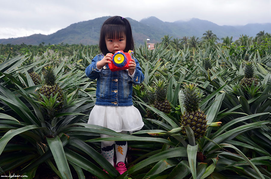 2017 海南的春节(12): 山下有田，种植着数不清的菠萝槟榔胡椒莲雾龙眼柠檬……