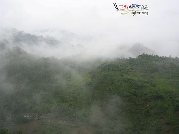 洞庭湖北(23): 雨雾中的万亩茶山