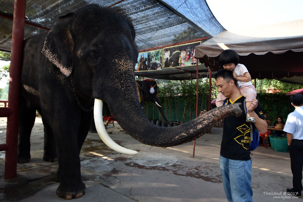 曼谷大城之旅(38): 最后一天的上午，骑车逛了大象公园。<br>一头庞大自由的大象，因为数次喂食似乎对我们更加亲近，而我也是第一次亲手抚摸大象粗糙的皮肤，鼻子，和牙齿。