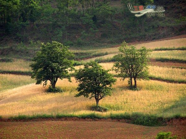 黄河南岸(9): 山坡上的麦田和树