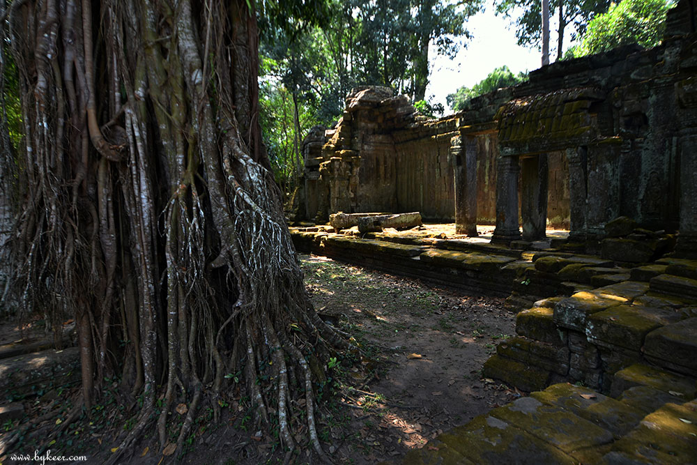 柬埔寨掠影(二)(11): 古树、废墟、青苔、光影；一切都是静止的，一切都在飞逝。