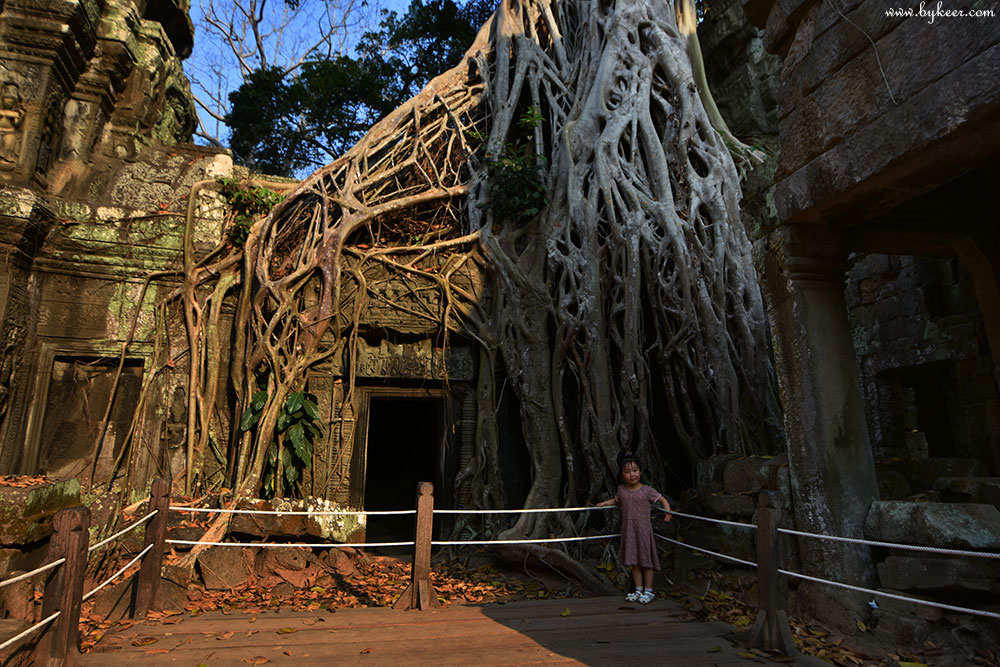 柬埔寨掠影(二)(24): 高大的巨树根编织成网，在它们卫护的回廊之中，是否还隐藏着帝国宝藏？<br>而从这些修整完好的实木栈道上，大概能看见吴哥窟未来的模样吧