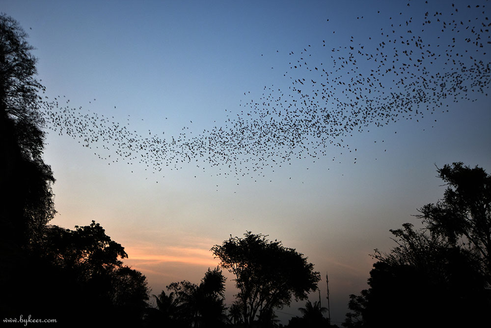 柬埔寨掠影(二)(36): 黄昏初临那十多分钟，无数蝙蝠从山上的狭小缝隙中蜂涌而出，喷薄弥散的粗大烟雾不断漂移变幻