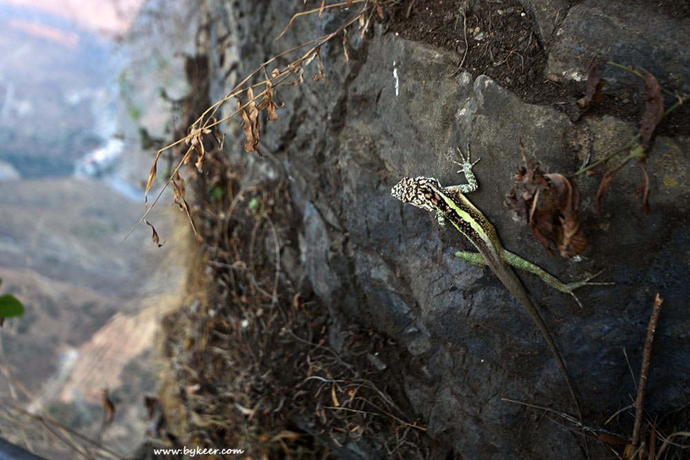 索玛花开(20): 悬崖石壁或灌丛上，不时可见这种大块头的淡绿色蜥蜴