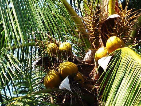 冬日夏梦――海南(9): 正午十二点的新鲜椰子，<br>――好想来一个！