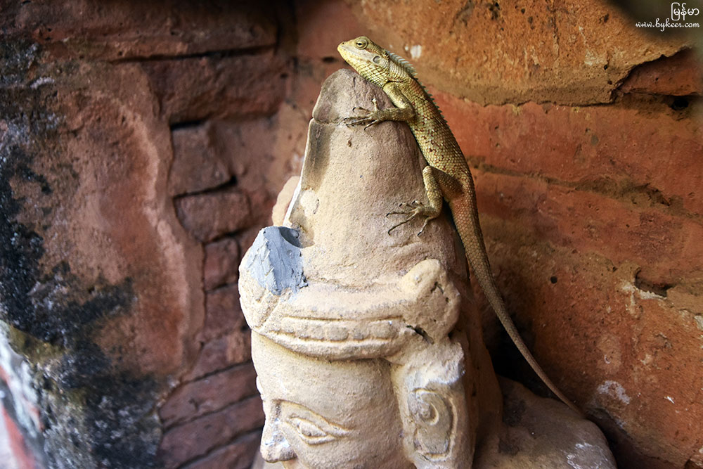 缅甸漫行图记(一)(33): 蜥蜴也许无法分辨尘土还是佛头。松鼠在林间也是随处可见。
