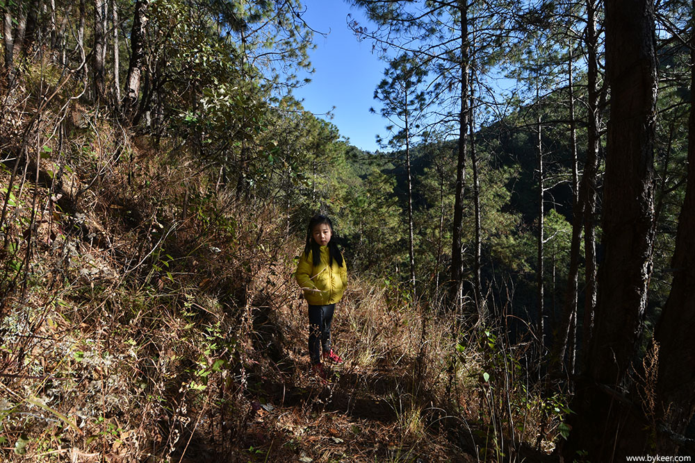 攀西流浪记(9): 带着薇薇在森林中漫步，享受每天上午快乐的亲子时光。