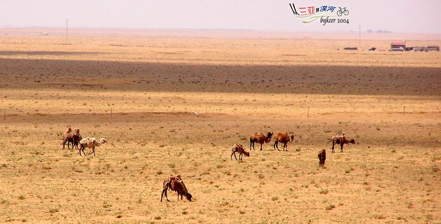 内蒙访古(32): 别跟我说什么内蒙大草原<br>看看，居然放牧着骆驼