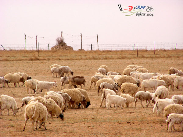 内蒙访古(35): 敖包和羊群