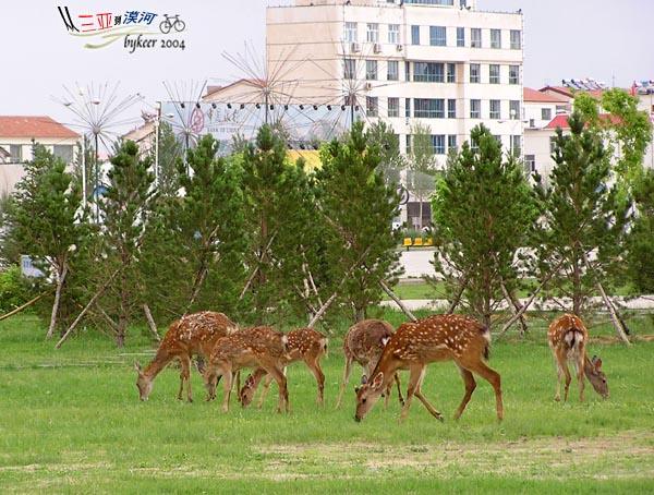 内蒙访古(40): 锡林浩特市中心广场上放养的梅花鹿