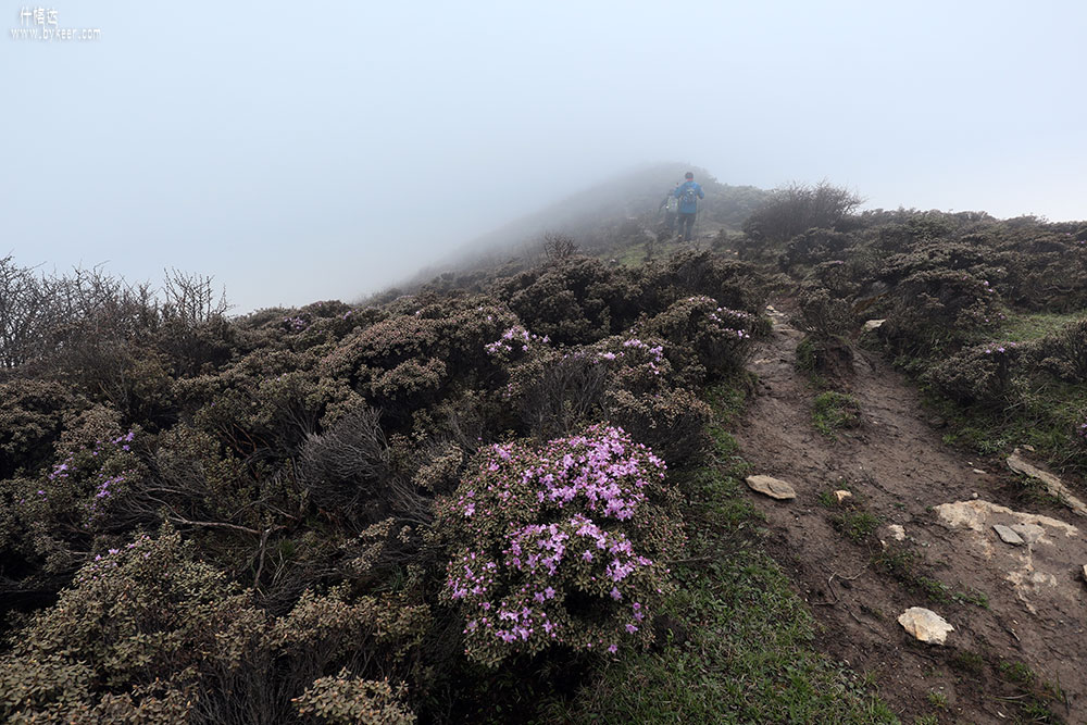 雾里看花什格达(5): 5个半小时的漫漫行程，终于登顶，仍是大雾，一无所见。山顶草灌间是小丛紫色杜鹃，我在数年前的香格里拉骑行中似曾相见。