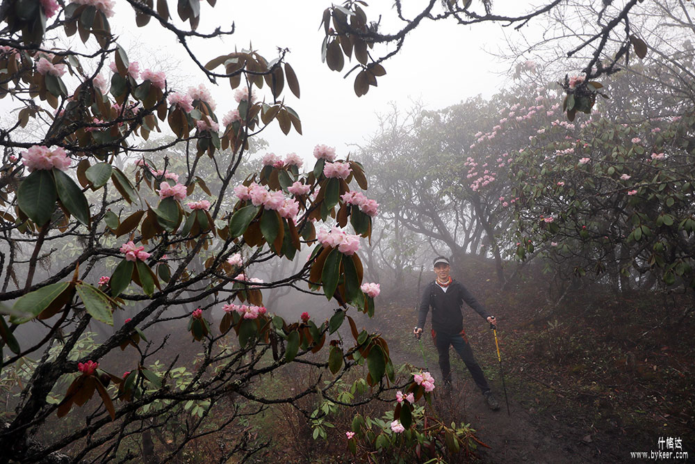 雾里看花什格达(6): 回程时雨点终于停了，终于能在那些盛开的花树下停下脚步，认认真真的欣赏，和拍照。