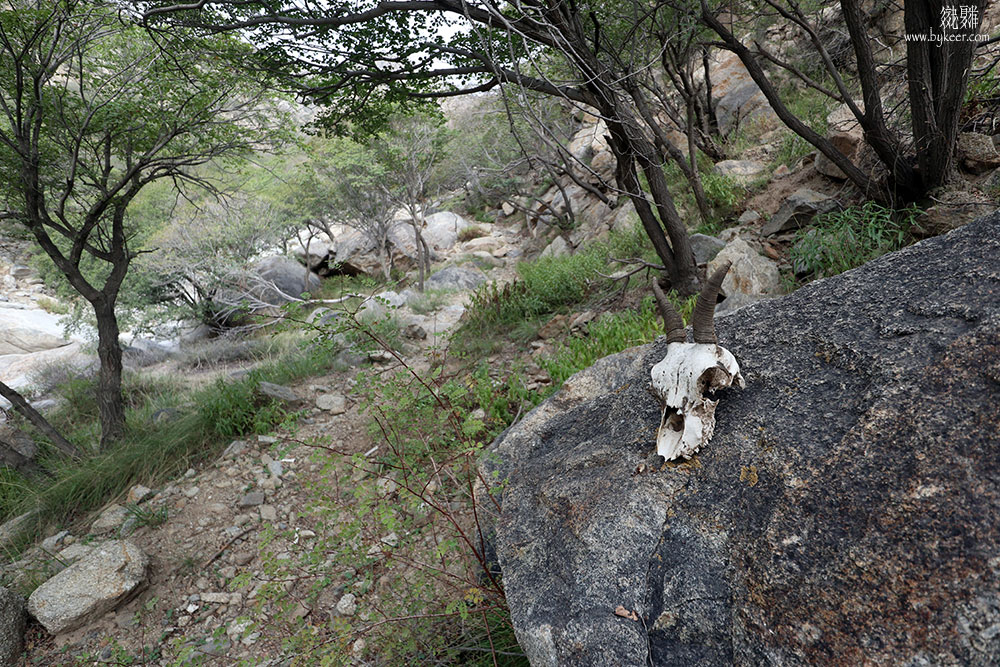 银川掠影(9): 沿沟谷进山，路边不时可见岩羊骸骨，散落一地。<br>当然，头颅自己并不会摆普士，是我把它拎上石头来拍照的。