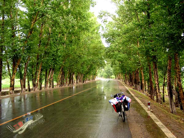 吉林乌拉(1): 雨后的公路和桦树林