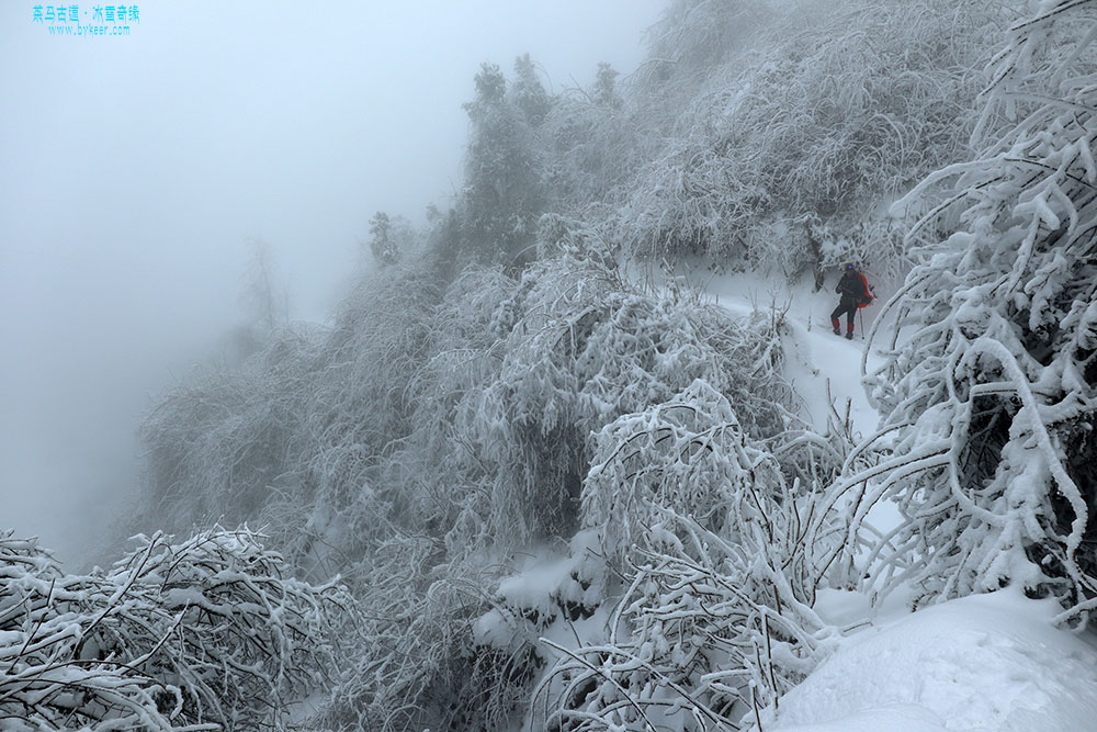 茶马古道之冰雪奇缘(21): 返程的小路，雾已经很重了。<br>上山时挂在我们嘴边的口头禅，“难道生活还不够苦吗？！”，下山却心情轻松，毕竟是重力做功！