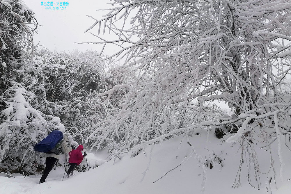 茶马古道之冰雪奇缘(9): 路边一棵美丽的树<i>（raj摄）</i>