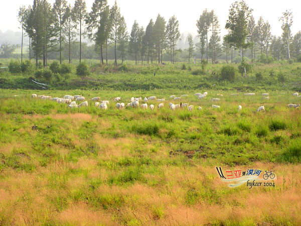黑龙江畔(38): 白银纳附近的原野和羊群