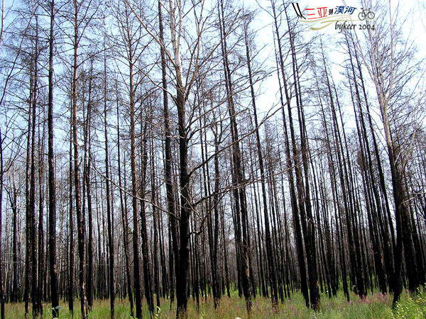 黑龙江畔(41): 失火的森林，别样的风景