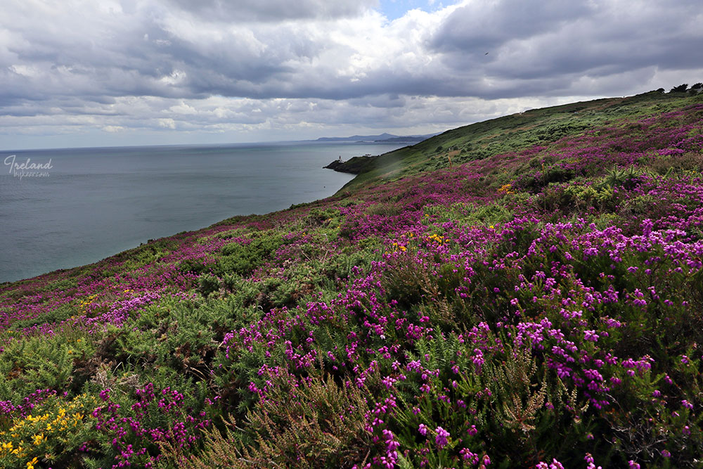 The Emerald Isle 爱尔兰(一)(12): 鲜花披覆的原野，隐匿着叶芝和海子的诗行，他们写的就是：面朝大海，春暖花开