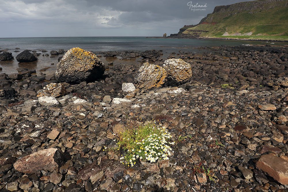 The Emerald Isle 爱尔兰(二)(15): 玄武岩碎石海滩上的白色野菊