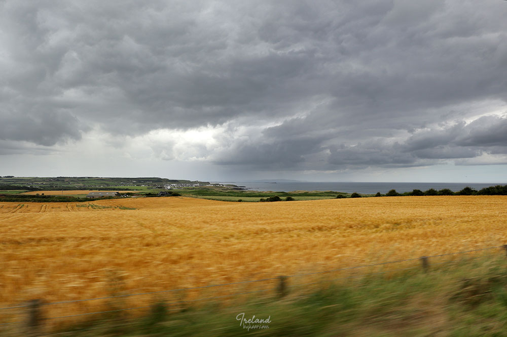 The Emerald Isle 爱尔兰(二)(9): 临近北方海岸，路边闪现出金色的麦田，仿佛梵高油画中的风光！