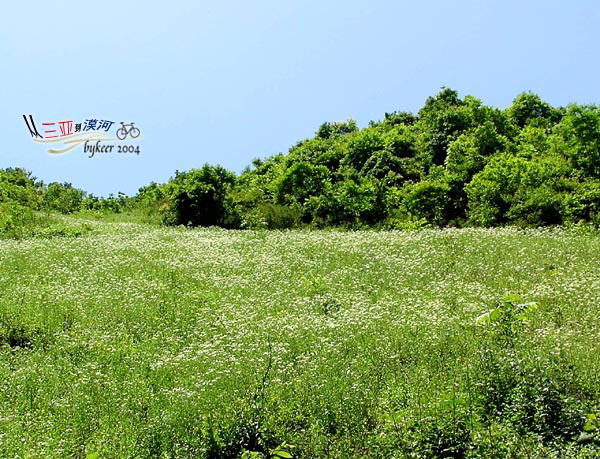 那些花儿(10): 湖北神农架<br>下山途中满山遍野的白色野花