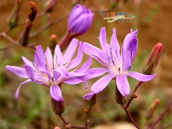 那些花儿(11): 陕西<br>不知名的蓝紫色小野花