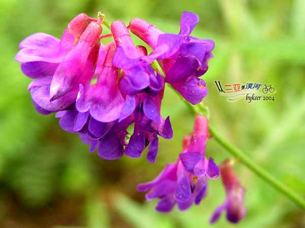 那些花儿(23): 黑龙江<br>森林路边的野花