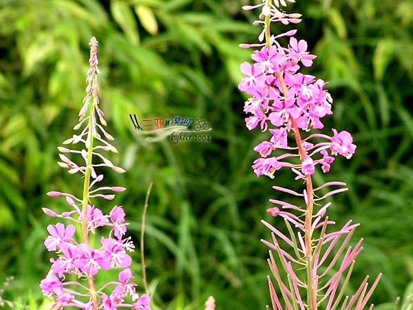 那些花儿(24): 黑龙江<br>在黑龙江北部最常见的一种花