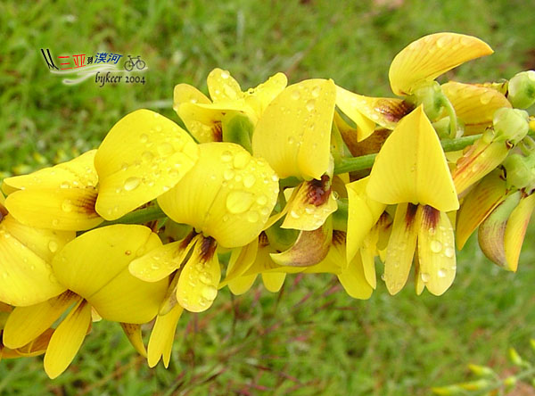 那些花儿(4): 海南<br>花上还沾着雨水呢