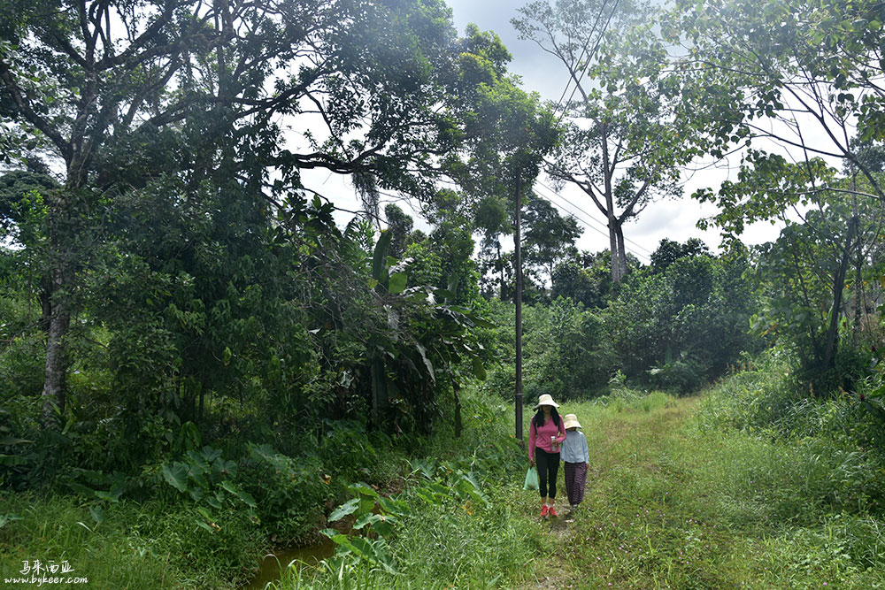 婆罗洲的雨林(一)(12): 我们住在Sepilok热带雨林保护区边缘的酒店，沿着OpenStreetMap上的轨迹前往RDC（Rainforest Discovery Centre），<br>无心走入这片葱郁茂盛的乡野。