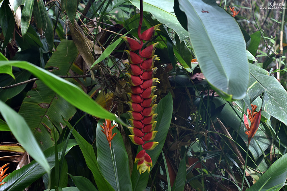 婆罗洲的雨林(一)(13): 不知名的热带植物，它们的花朵大都是艳红或者金黄。