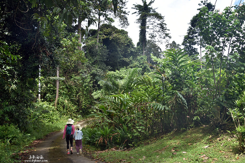婆罗洲的雨林(一)(15): 无处不在的葱郁树林和葱翠的蕨类植物，笼罩着通往乡村的小路。